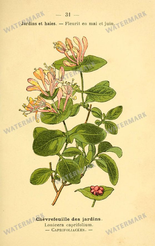 Botanical Vintage Prints