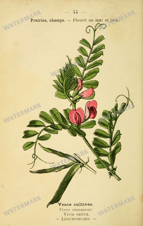 Botanical Vintage Prints
