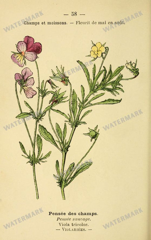 Botanical Vintage Prints