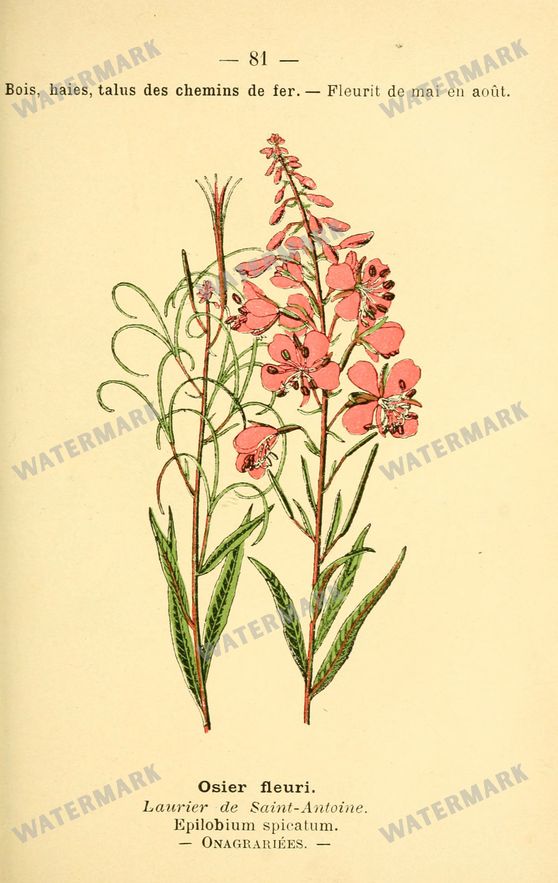 Botanical Vintage Prints