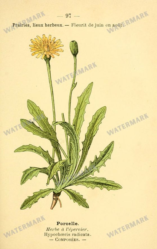 Botanical Vintage Prints