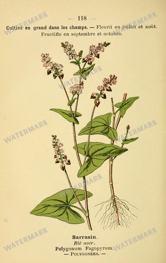Botanical Vintage Prints