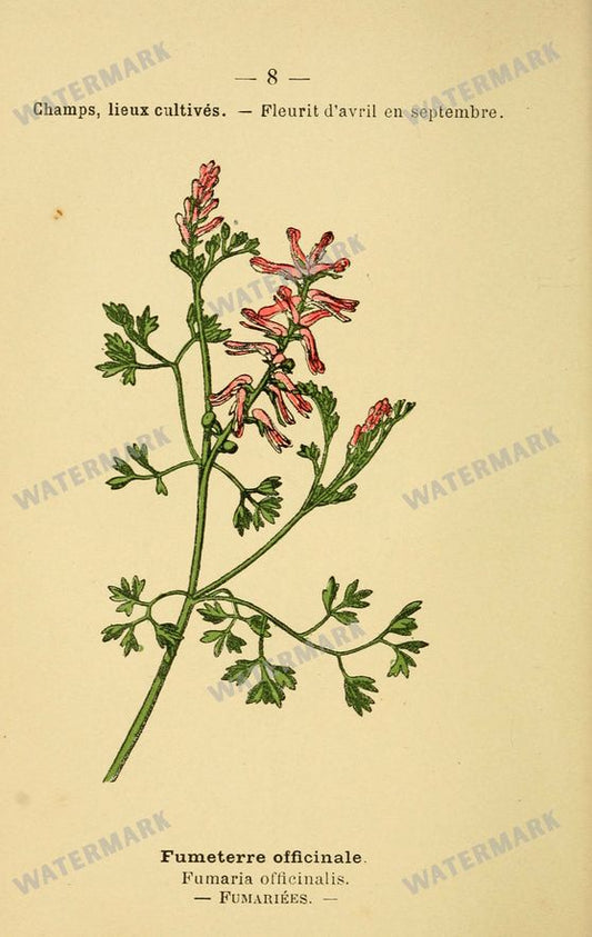 Botanical Vintage Prints
