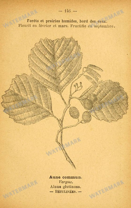 Botanical Vintage Prints