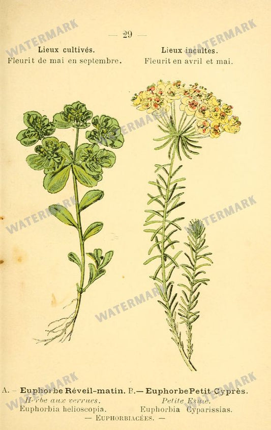 Botanical Vintage Prints