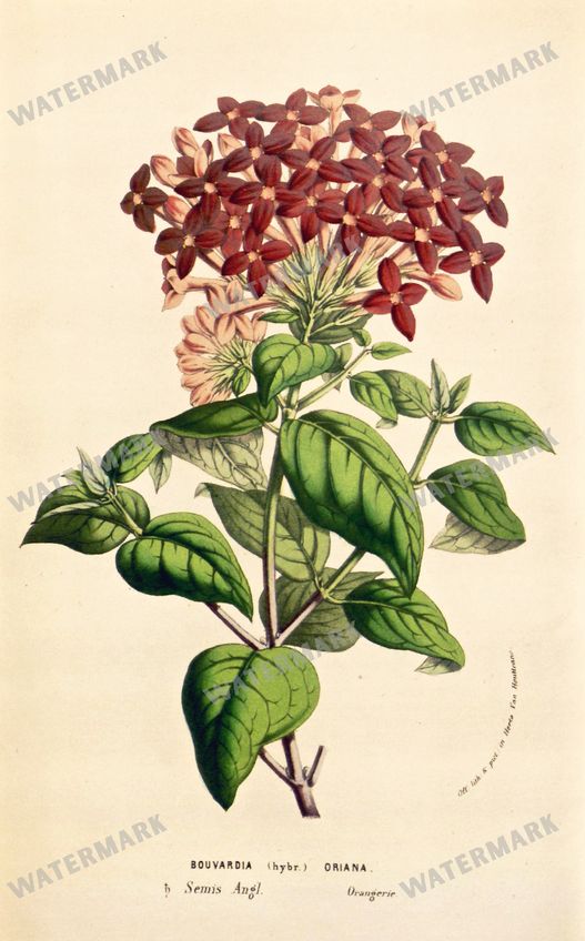 Botanical Vintage Prints
