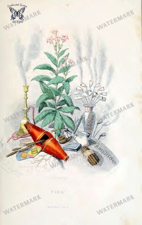 Botanical Vintage Prints