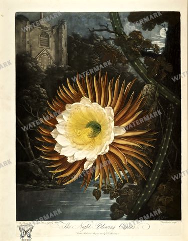 Botanical Vintage Prints