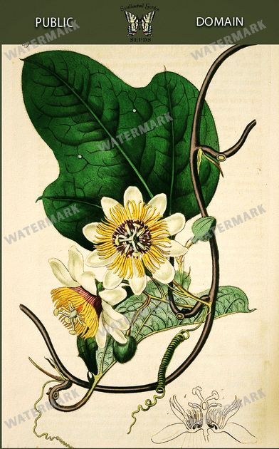 Botanical Vintage Prints
