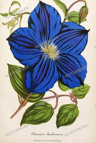 Botanical Vintage Prints