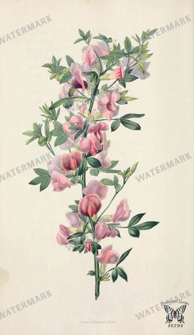 Botanical Vintage Prints