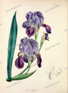 Botanical Vintage Prints