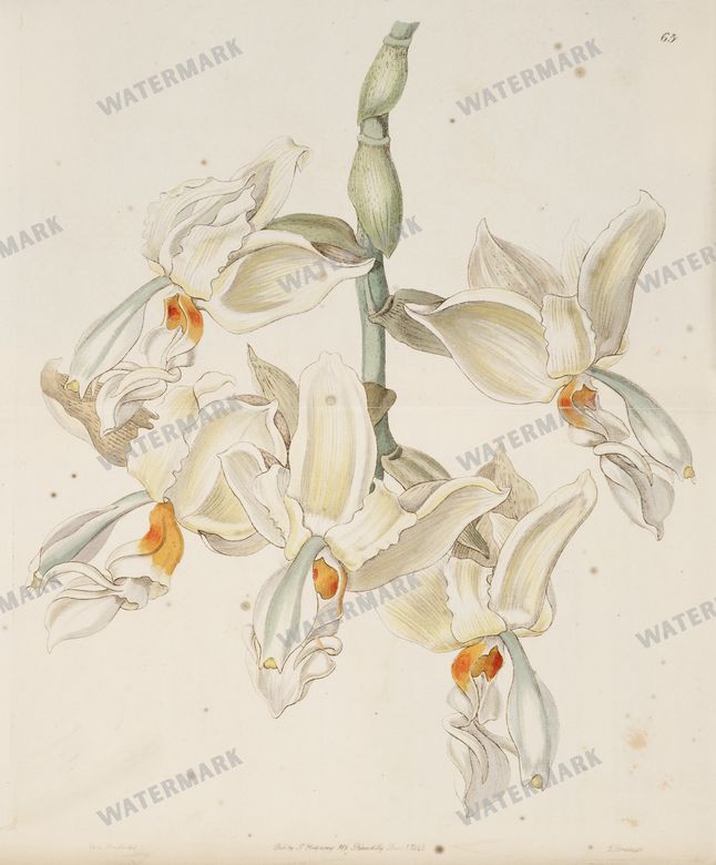 Botanical Vintage Prints