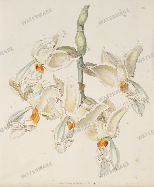 Botanical Vintage Prints