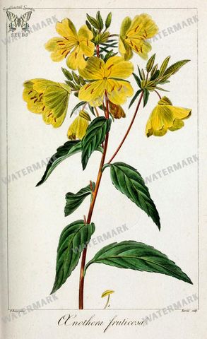 Botanical Vintage Prints