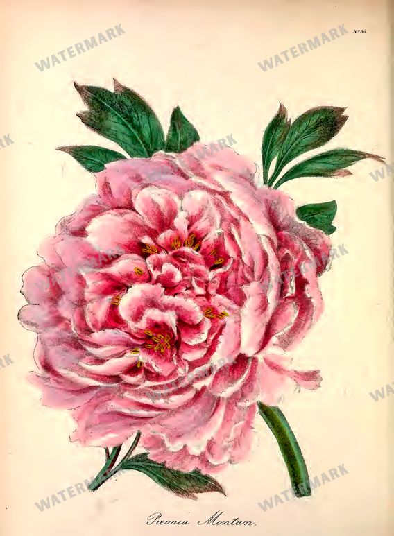 Botanical Vintage Prints
