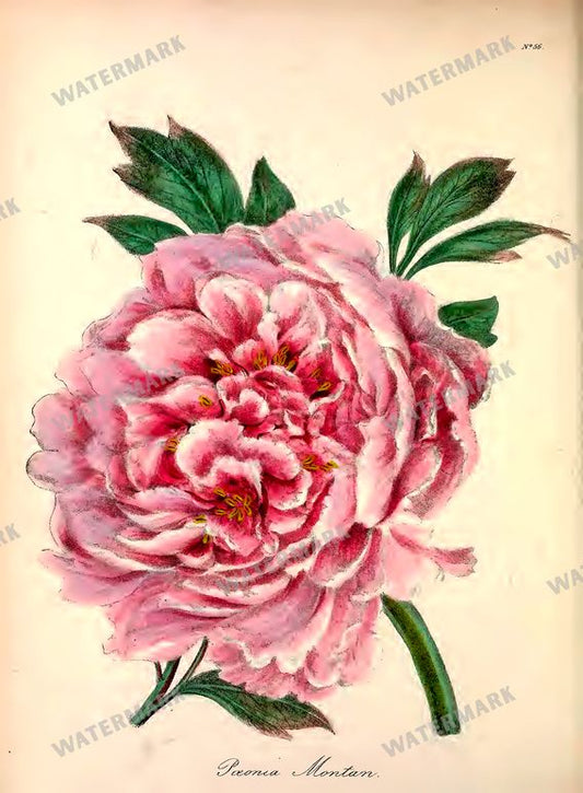 Botanical Vintage Prints