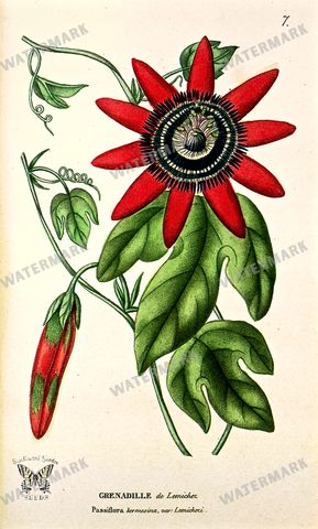 Botanical Vintage Prints