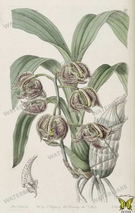 Botanical Vintage Prints