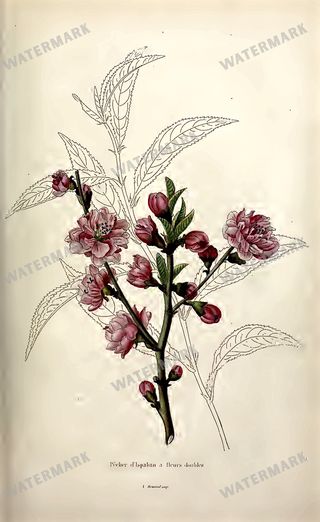 Botanical Vintage Prints