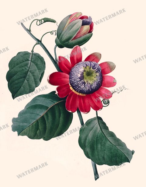 Botanical Vintage Prints