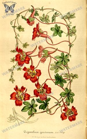 Botanical Vintage Prints