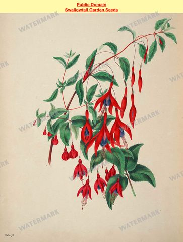 Botanical Vintage Prints