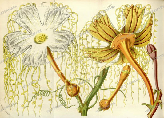 Botanical Vintage Prints