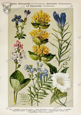 Botanical Vintage Prints