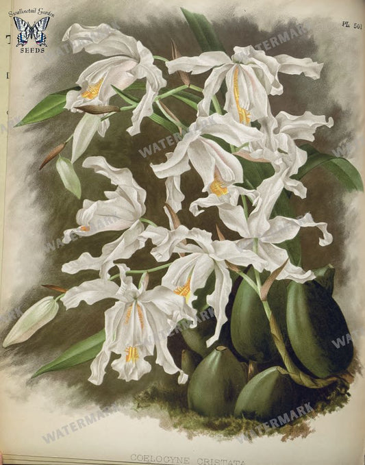 Botanical Vintage Prints