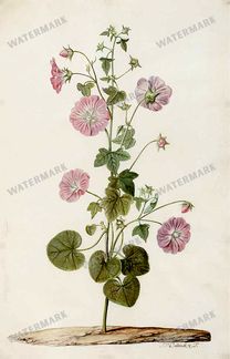 Botanical Vintage Prints
