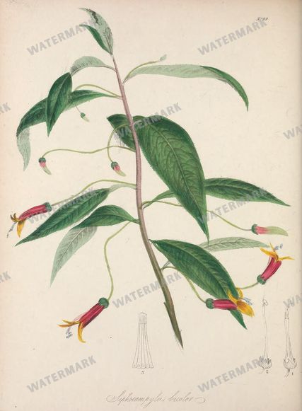Botanical Vintage Prints