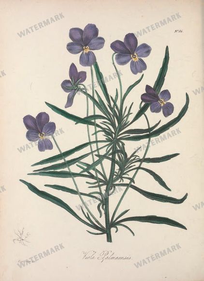 Botanical Vintage Prints