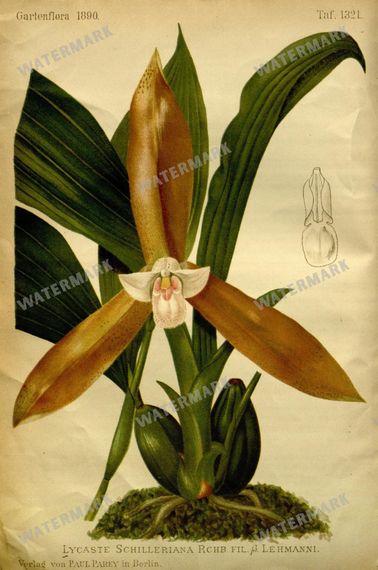 Botanical Vintage Prints