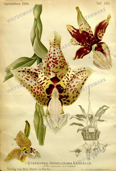 Botanical Vintage Prints