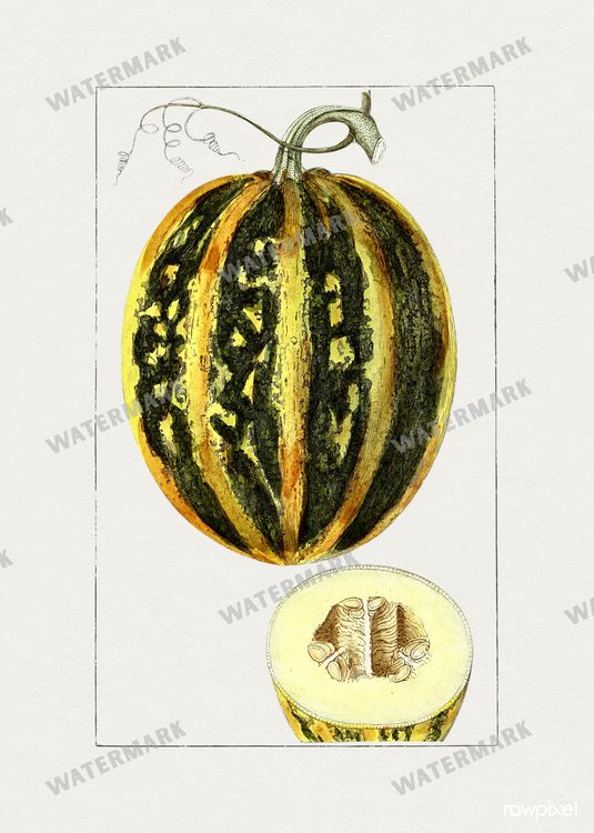 Botanical Vintage Prints