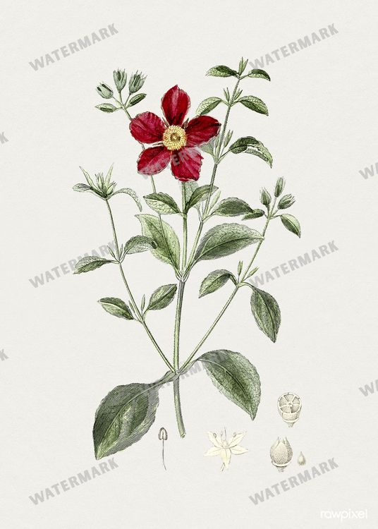 Botanical Vintage Prints