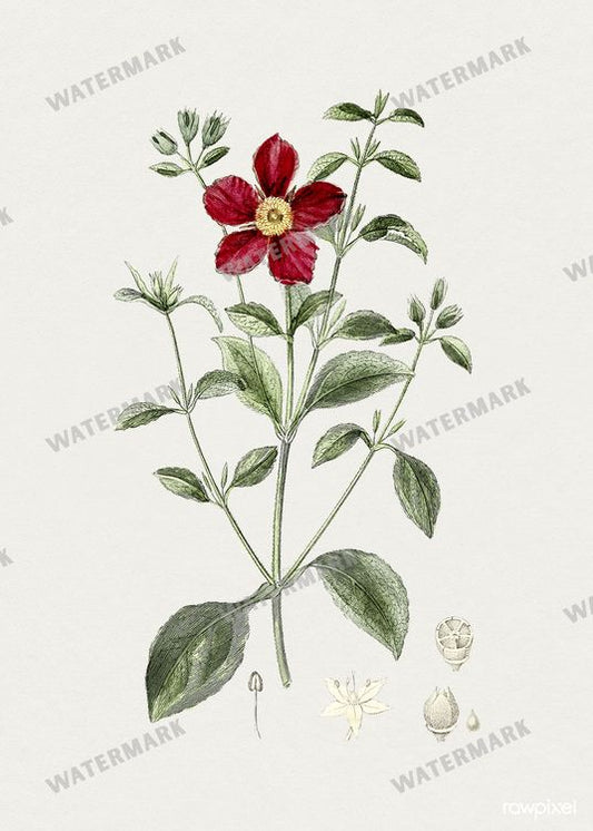 Botanical Vintage Prints