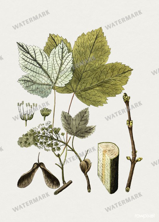 Botanical Vintage Prints