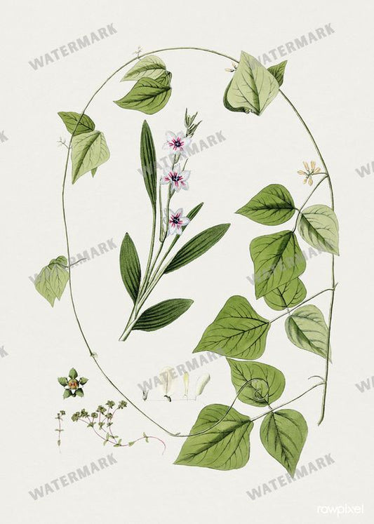Botanical Vintage Prints