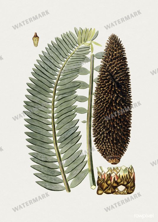 Botanical Vintage Prints
