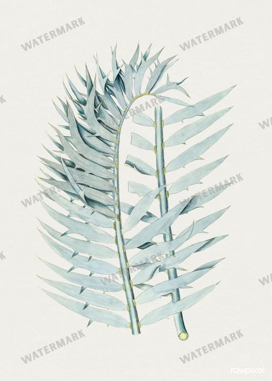 Botanical Vintage Prints