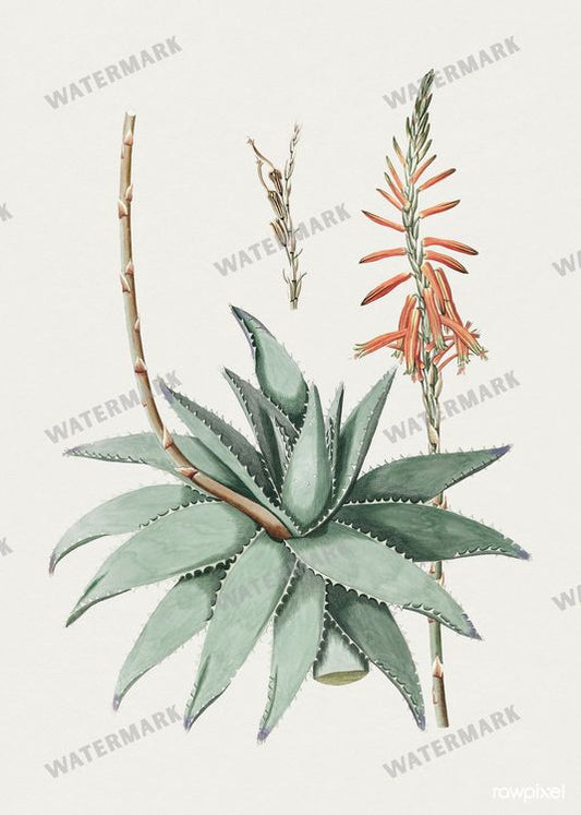 Botanical Vintage Prints