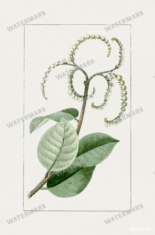 Botanical Vintage Prints