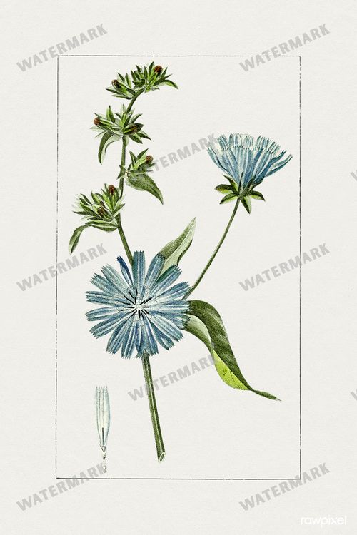 Botanical Vintage Prints