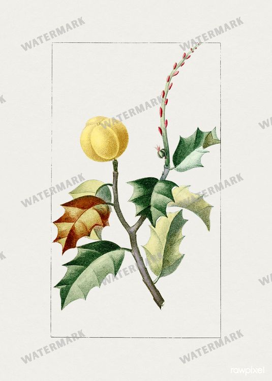 Botanical Vintage Prints
