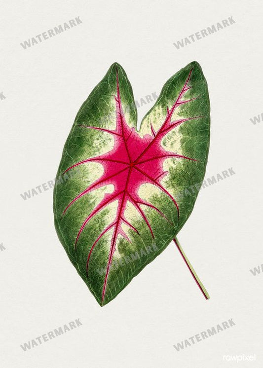 Botanical Vintage Prints