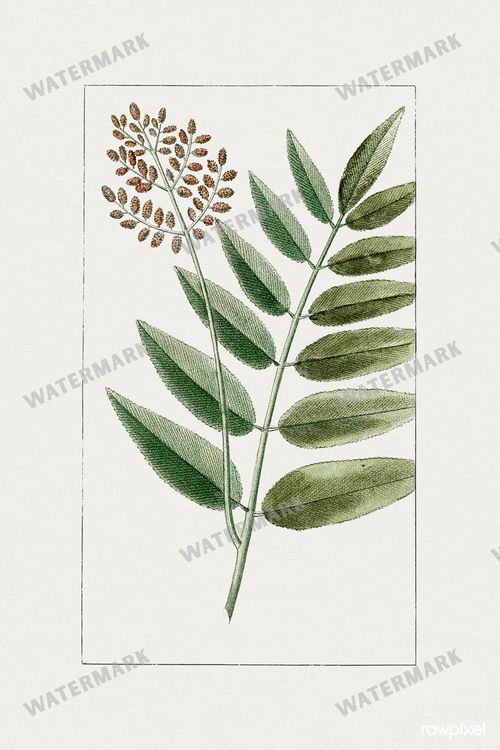 Botanical Vintage Prints