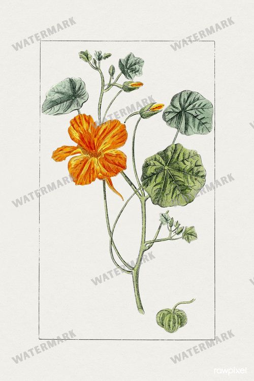 Botanical Vintage Prints