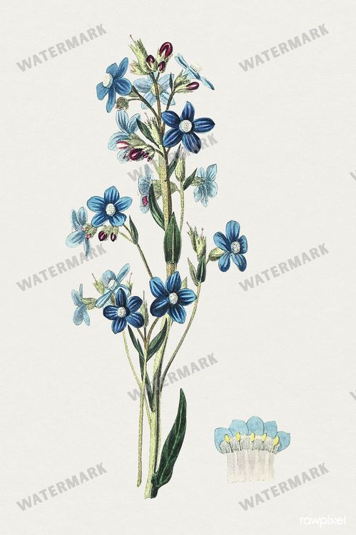 Botanical Vintage Prints